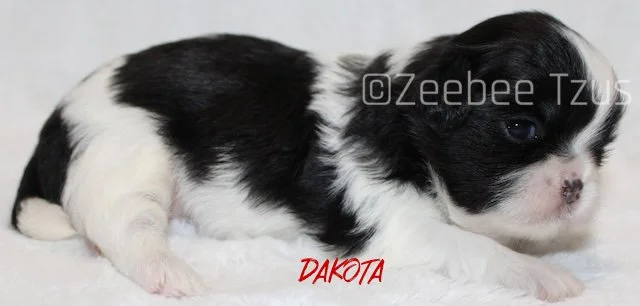 dakota 2 weeks2.jpg