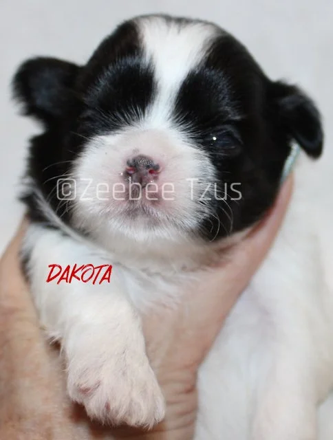 dakota 2 weeks4.jpg