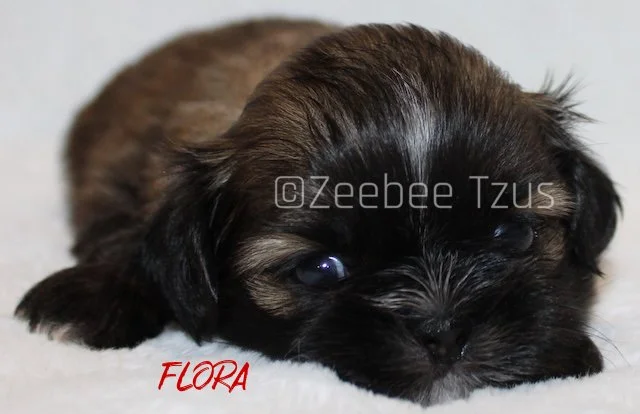 flora 4 weeks1.jpg
