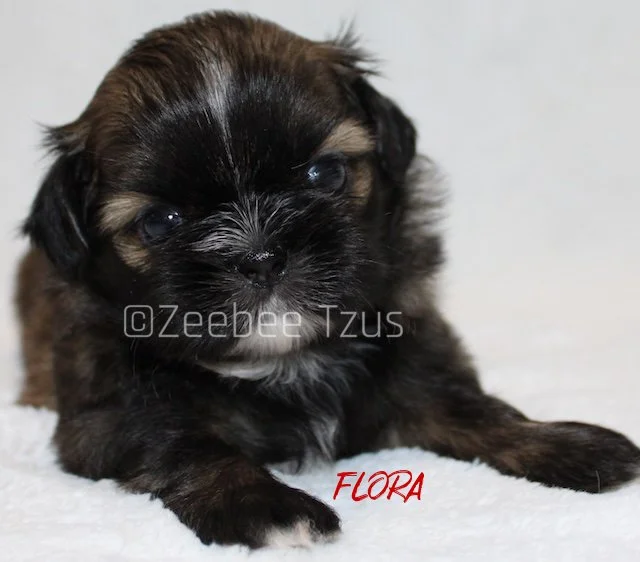 flora 4 weeks2.jpg