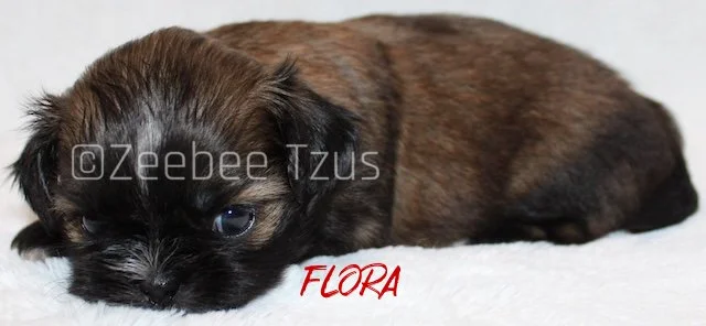 flora 4 weeks4.jpg