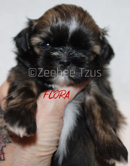 flora 4 weeks5.jpg