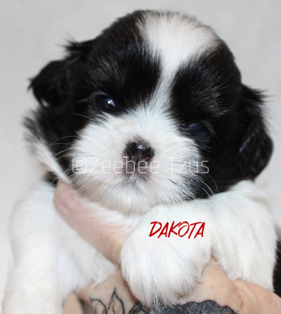 dakota 4 weeks.jpg