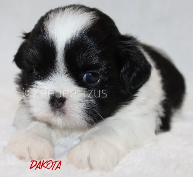 dakota 4 weeks1.jpg