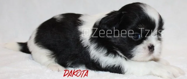 dakota 4 weeks2.jpg
