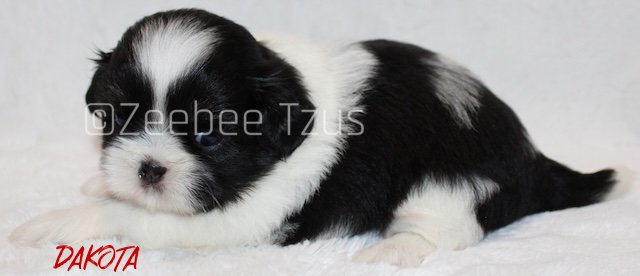 dakota 4 weeks3.jpg