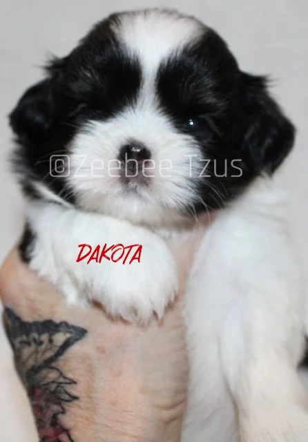dakota 4 weeks4.jpg
