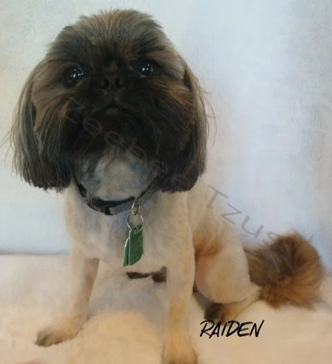 raiden with label.jpg