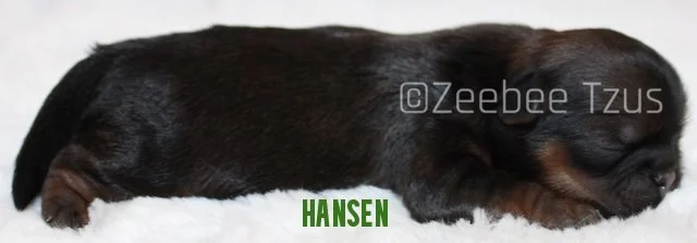 hansen1.jpg