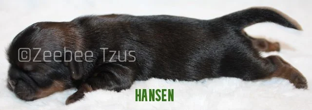hansen2.jpg