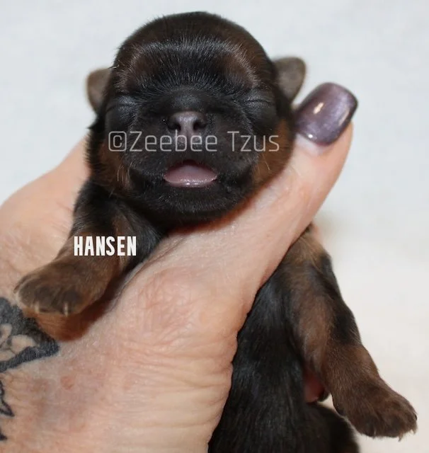 hansen3.jpg