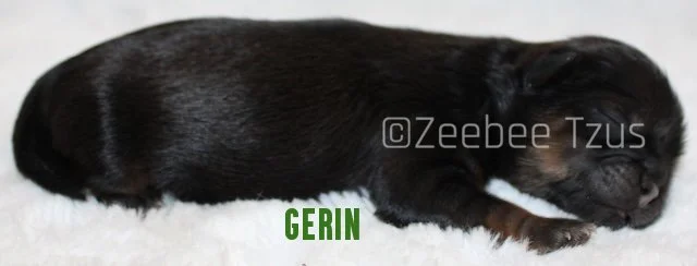 gerin1.jpg
