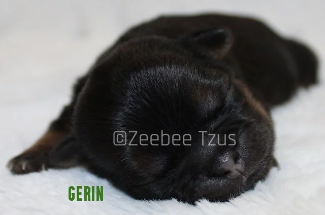 gerin.jpg