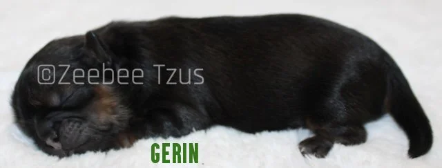 gerin2.jpg