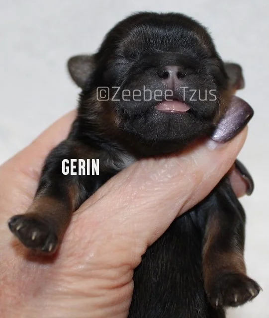 gerin3.jpg
