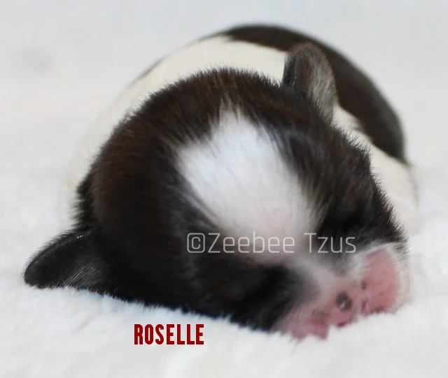roselle.jpg