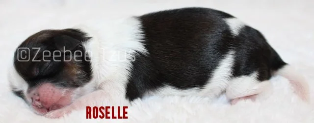 roselle2.jpg