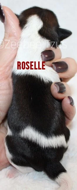 roselle3.jpg