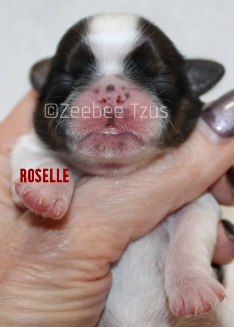 roselle4.jpg