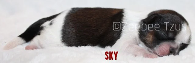 sky1.jpg