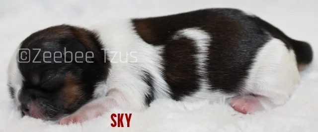 sky2.jpg