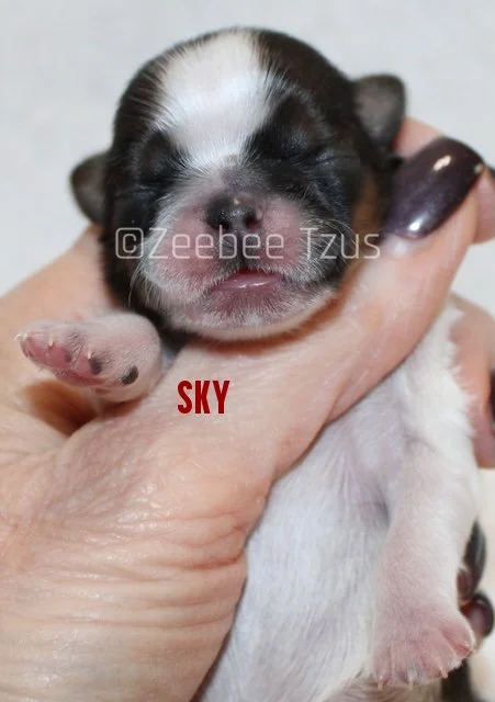 sky4.jpg
