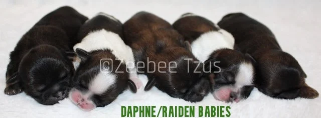 daphne_raiden babies.jpg