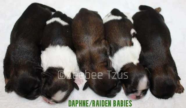 daphne_raiden babies1.jpg