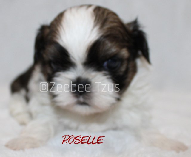roselle 4 weeks1.jpg