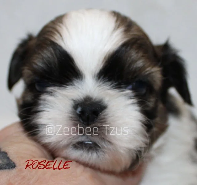 roselle 4 weeks.jpg