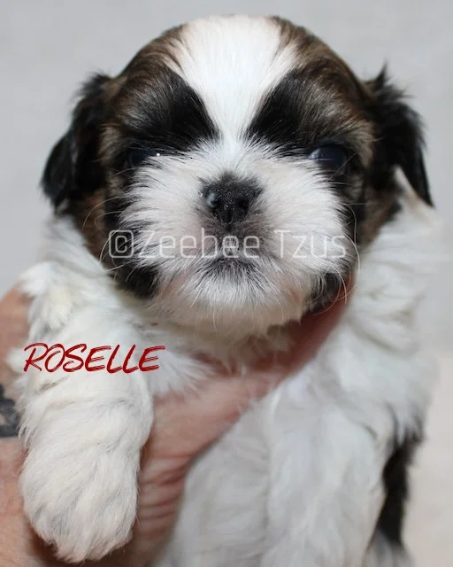 roselle 4 weeks4.jpg