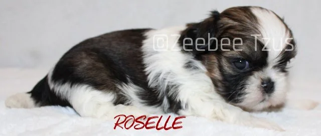 roselle 4 weeks2.jpg