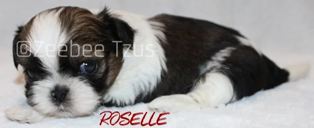 roselle 4 weeks3.jpg