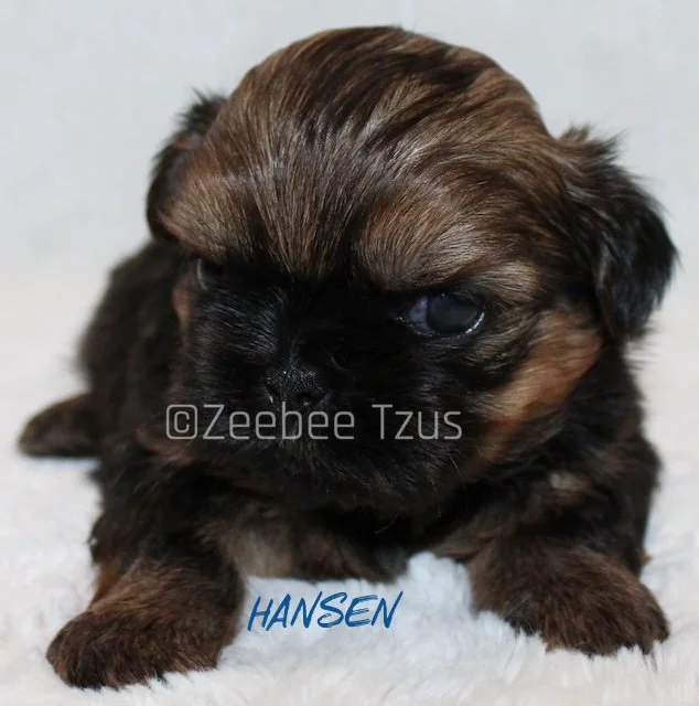 hansen 4 weeks1.jpg
