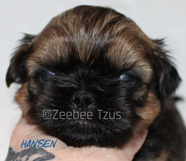 hansen 4 weeks.jpg
