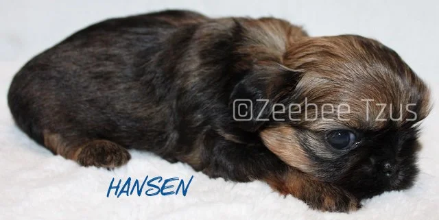 hansen 4 weeks2.jpg