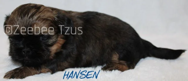 hansen 4 weeks3.jpg