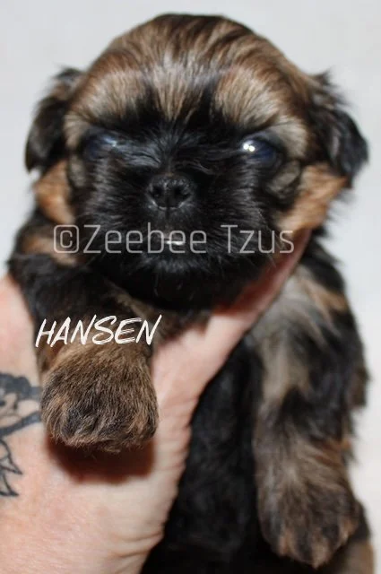 hansen 4 weeks4.jpg