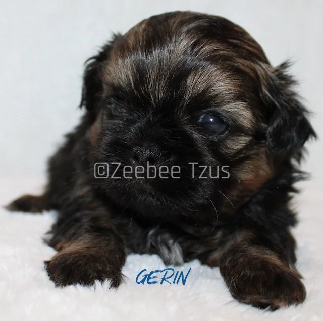 gerin 4 weeks1.jpg