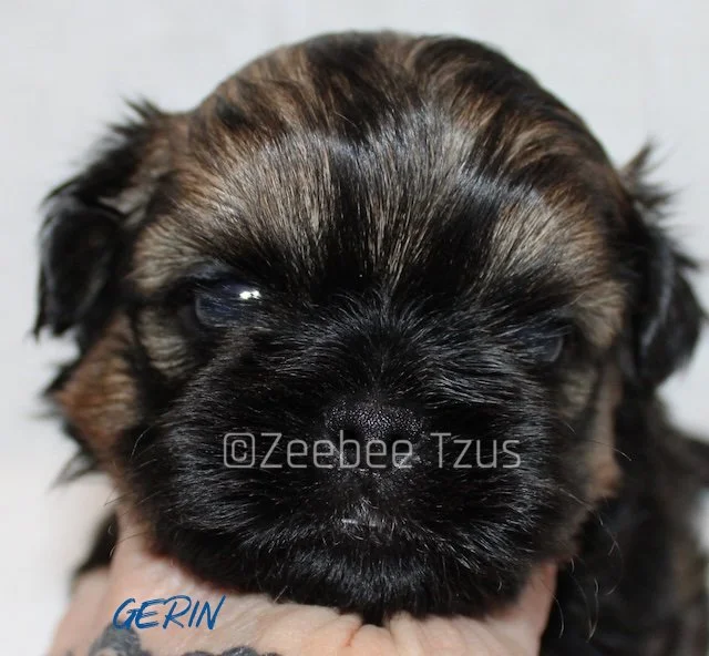 gerin 4 weeks.jpg
