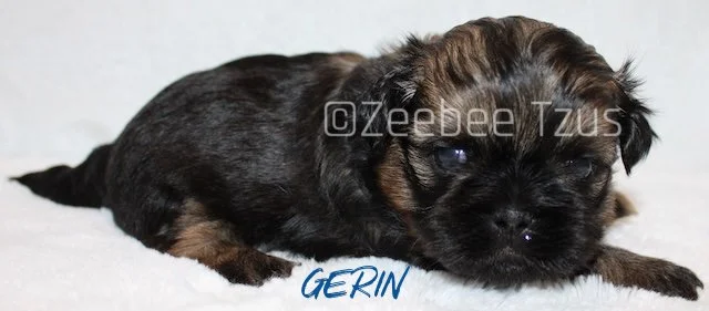 gerin 4 weeks2.jpg
