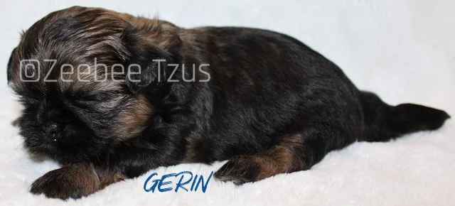 gerin 4 weeks3.jpg