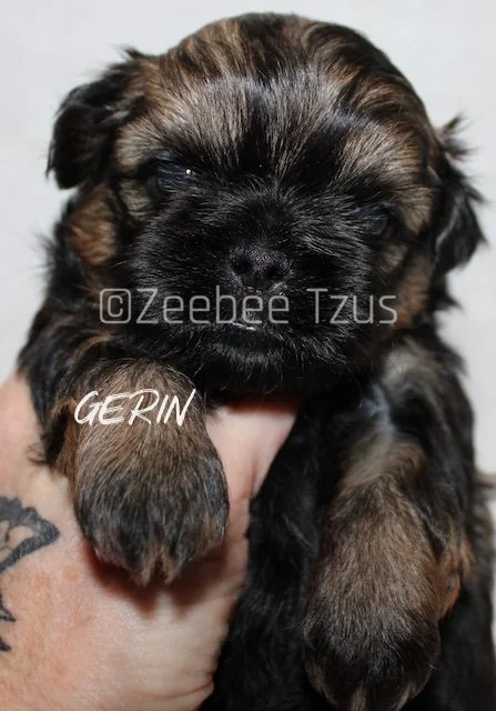 gerin 4 weeks4.jpg