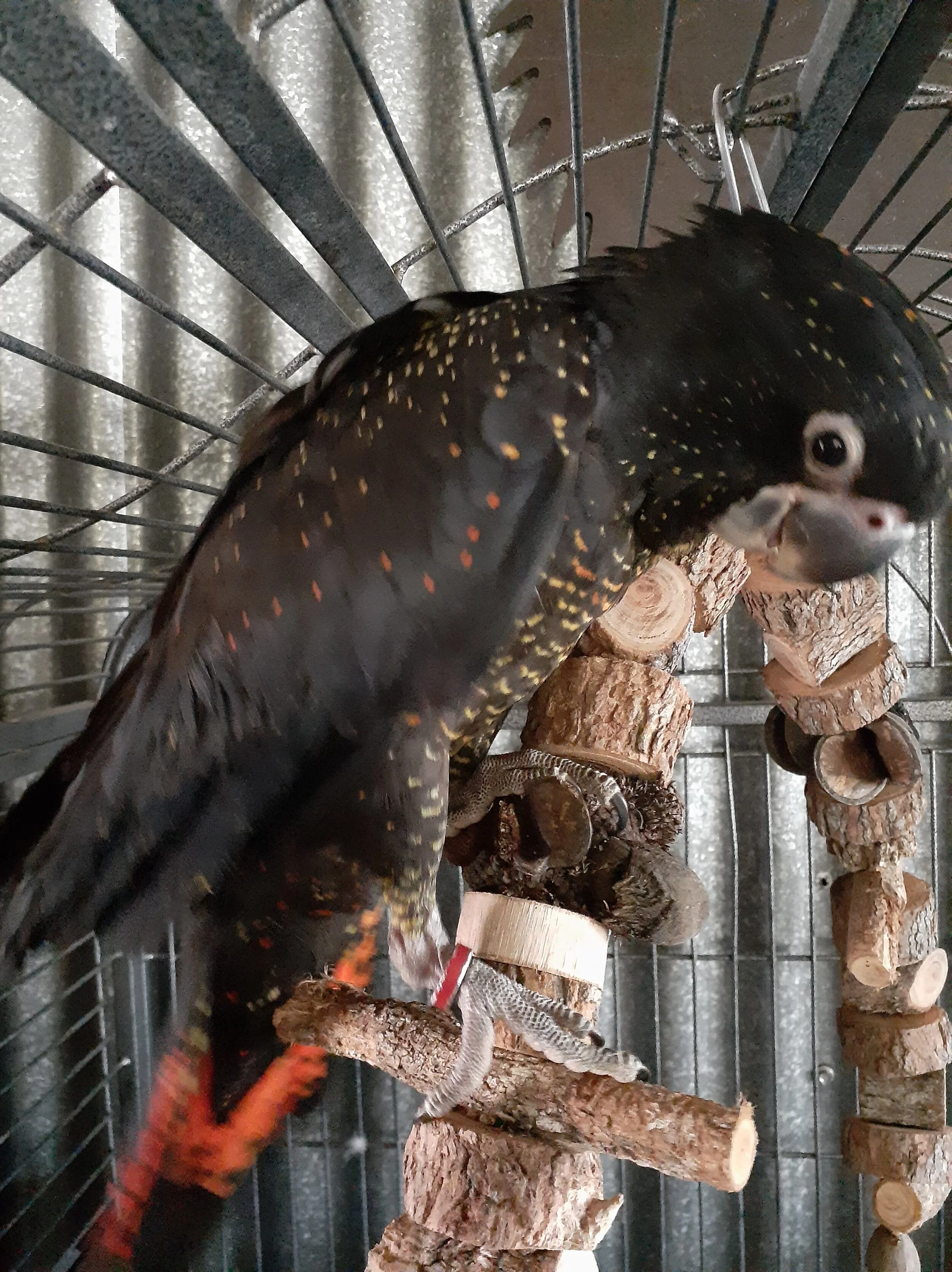 5. Baby Black Cockatoo-Fully Grown.JPG