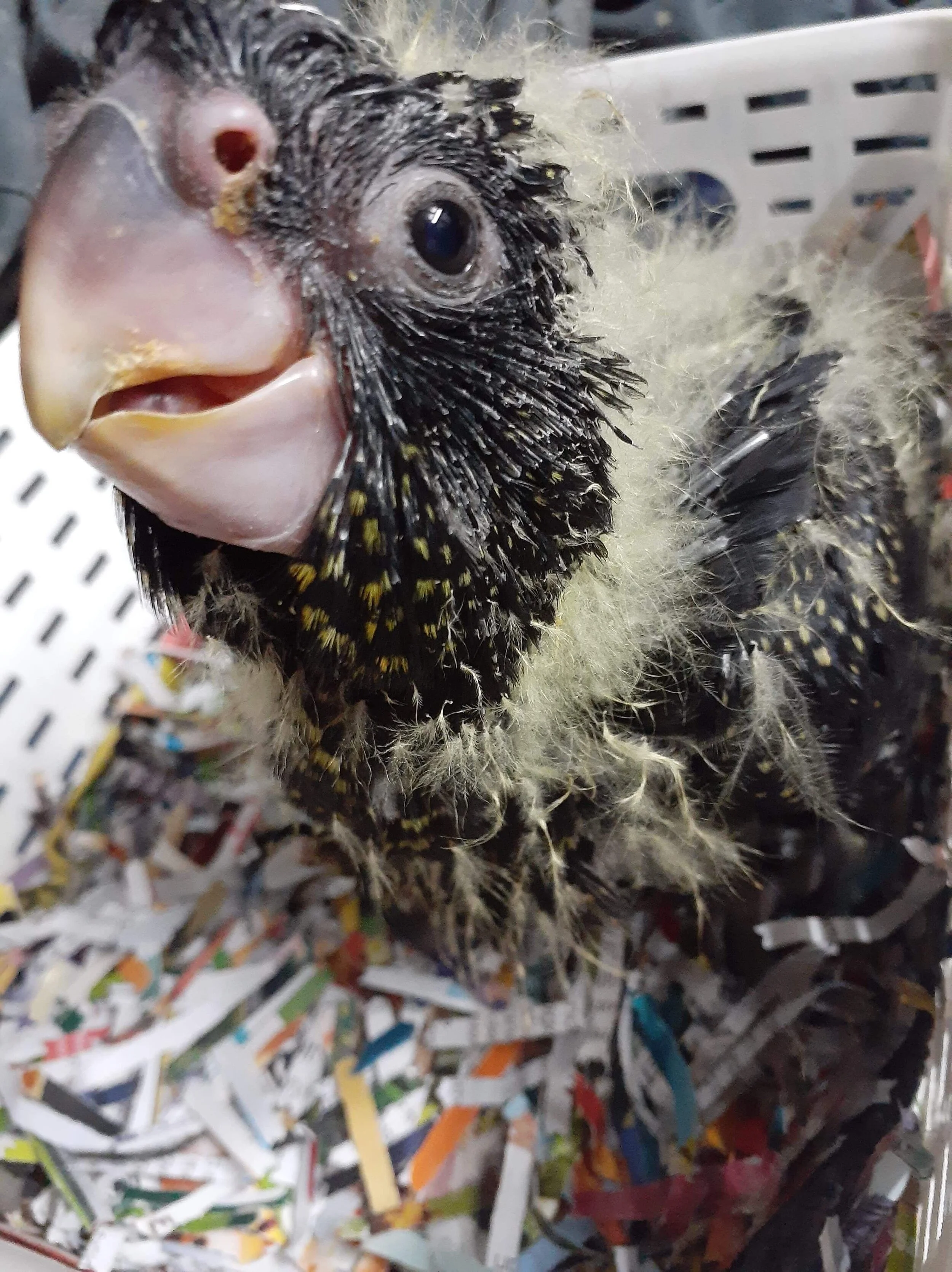pinfeathers are now fanning out