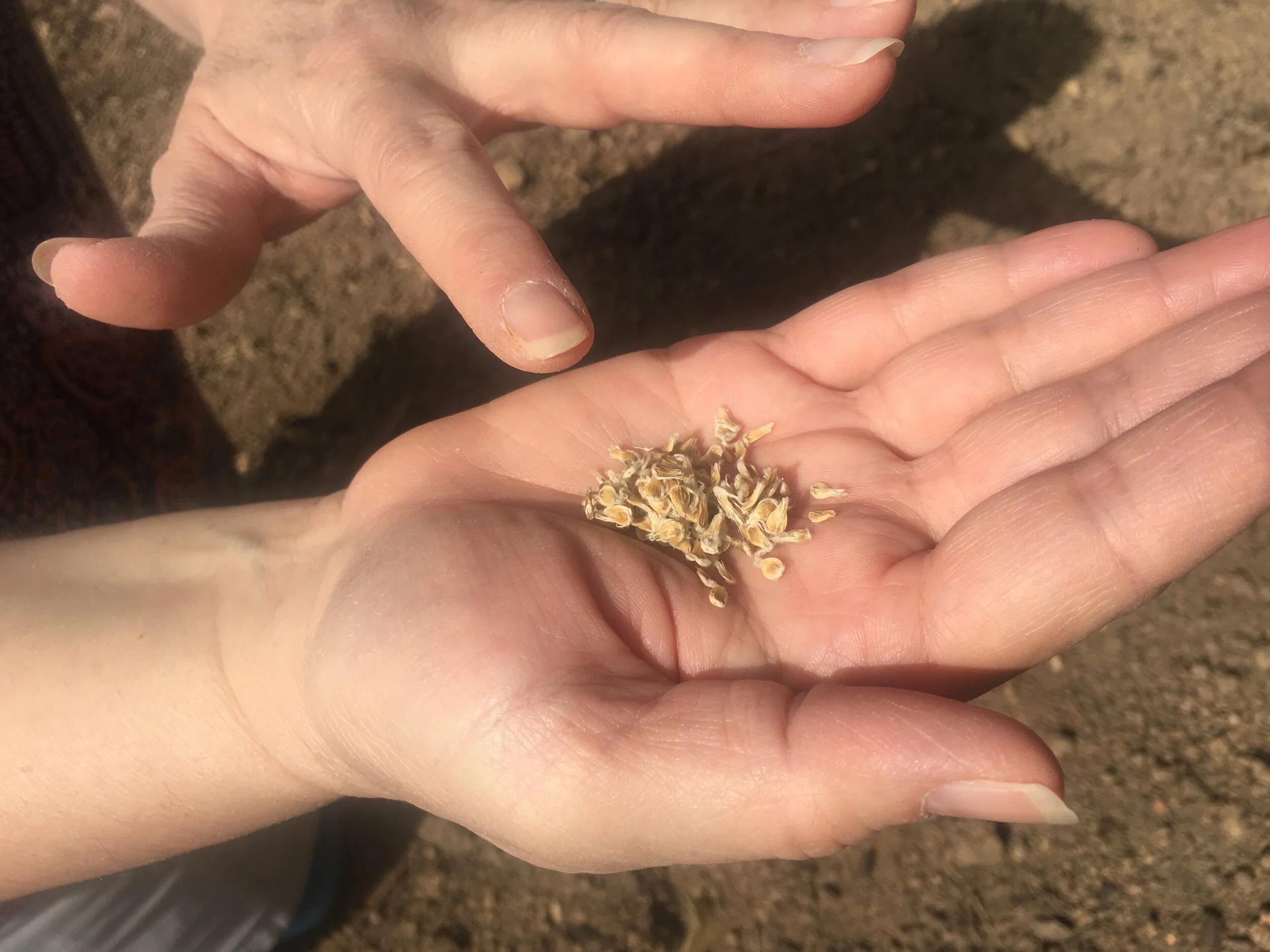 Growing Seeds