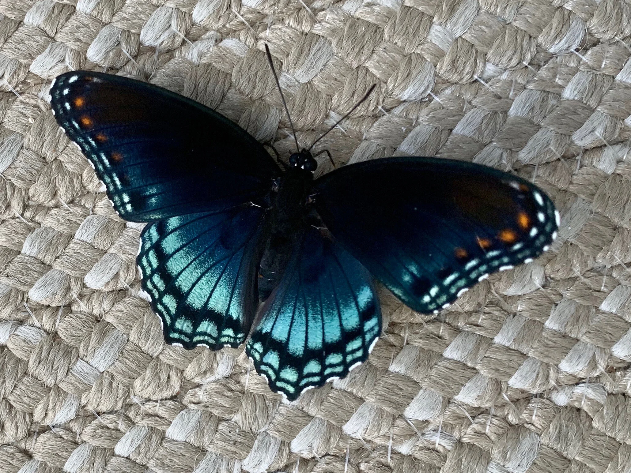 Amazed, Angered, or Altered?