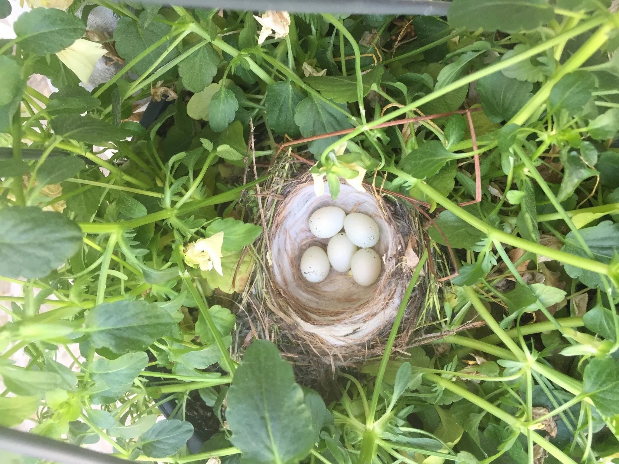 On Parenting and Empty Nests