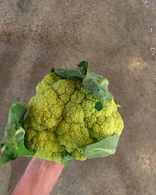 Winter garden goods! This green cauliflower is part of our Lankan curry &bull; puffed black rice &amp; lime pickle 
#5littlepigs #huskisson #jervisbay