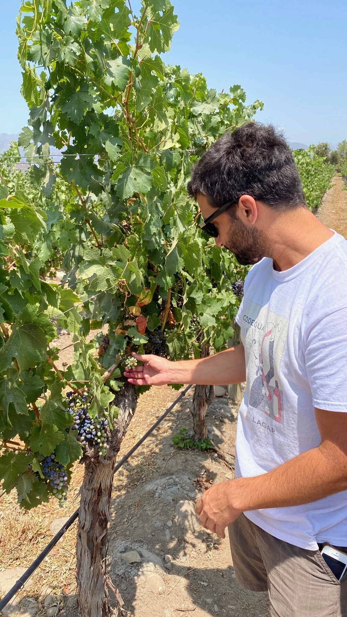 Vendimia in South America!